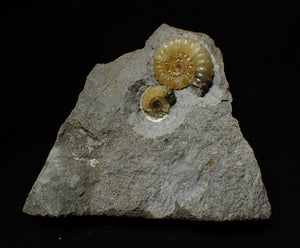 Calcite multi Promicroceras ammonite display piece