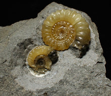 Load image into Gallery viewer, Calcite multi Promicroceras ammonite display piece
