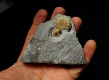 Load image into Gallery viewer, Calcite multi Promicroceras ammonite display piece
