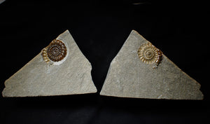 Split calcite Xipheroceras ammonite display piece (31 mm)