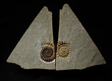 Load image into Gallery viewer, Split calcite Xipheroceras ammonite display piece (31 mm)
