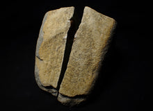 Load image into Gallery viewer, Split calcite Xipheroceras ammonite display piece (31 mm)
