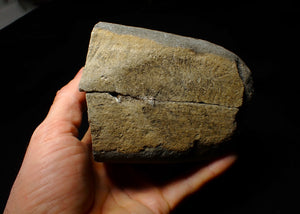 Split calcite Xipheroceras ammonite display piece (31 mm)