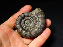 Load image into Gallery viewer, Large pyrite Eoderoceras ammonite fossil (68 mm)
