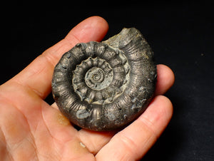 Large pyrite Eoderoceras ammonite fossil (68 mm)