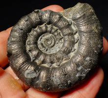 Load image into Gallery viewer, Large pyrite Eoderoceras ammonite fossil (68 mm)
