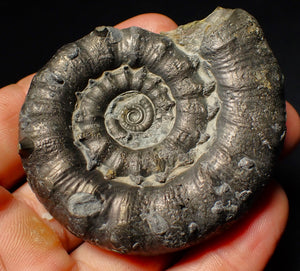 Large pyrite Eoderoceras ammonite fossil (68 mm)