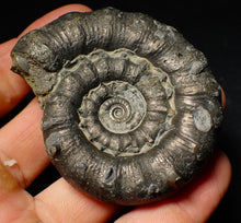 Load image into Gallery viewer, Large pyrite Eoderoceras ammonite fossil (68 mm)
