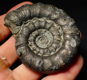 Large pyrite Eoderoceras ammonite fossil (68 mm)