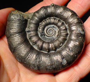 Large pyrite Eoderoceras ammonite fossil (68 mm)