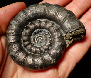 Large pyrite Eoderoceras ammonite fossil (68 mm)