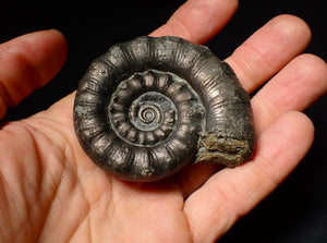 Large pyrite Eoderoceras ammonite fossil (68 mm)