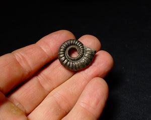 Large Crucilobiceras pyrite ammonite fossil (26mm)