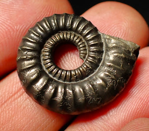 Large Crucilobiceras pyrite ammonite fossil (26mm)