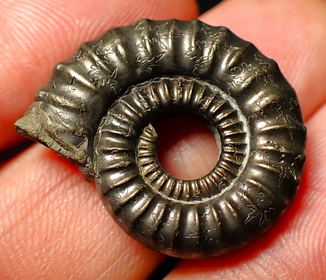 Large Crucilobiceras pyrite ammonite fossil (26mm)