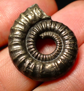 Large Crucilobiceras pyrite ammonite fossil (26mm)