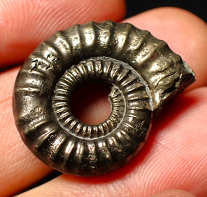 Large Crucilobiceras pyrite ammonite fossil (26mm)