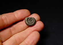 Load image into Gallery viewer, Crucilobiceras pyrite ammonite fossil (19mm)
