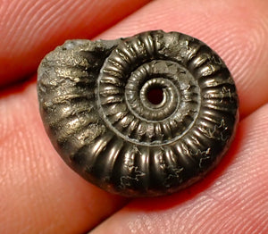 Crucilobiceras pyrite ammonite fossil (19mm)