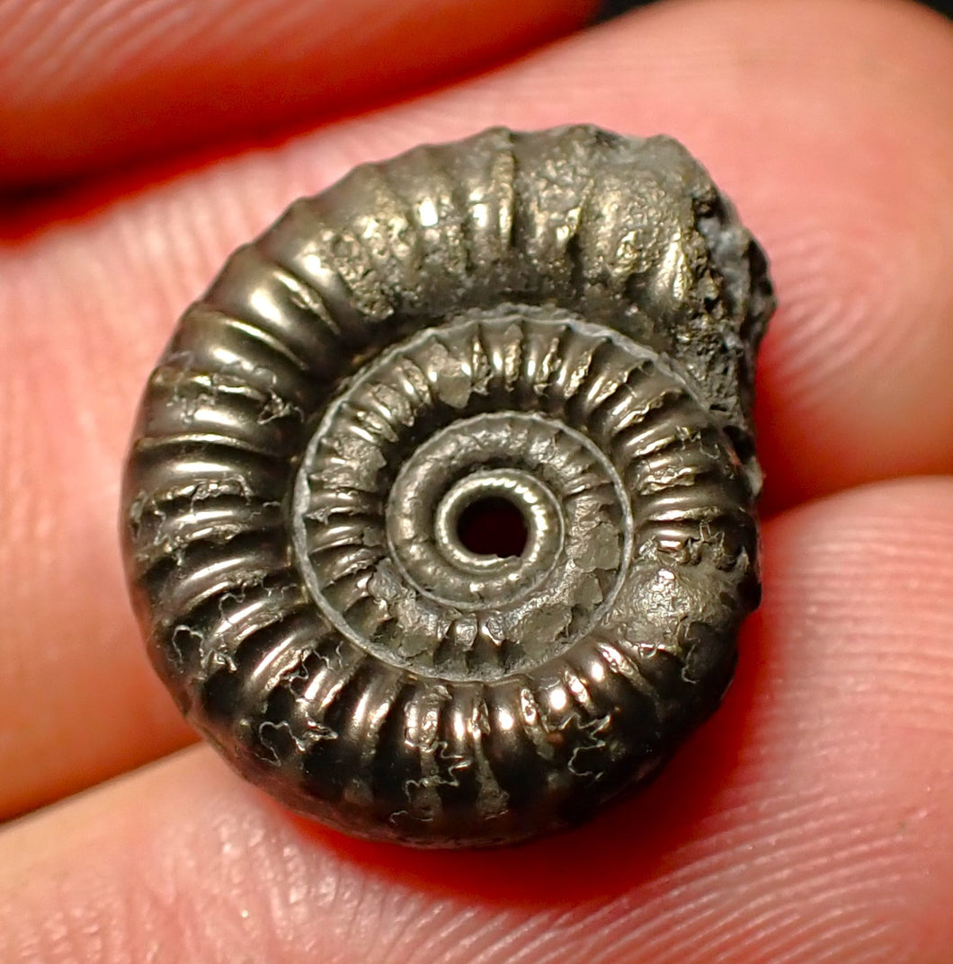 Crucilobiceras pyrite ammonite fossil (19mm)