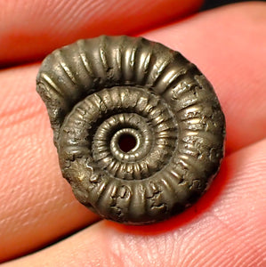 Crucilobiceras pyrite ammonite fossil (19mm)