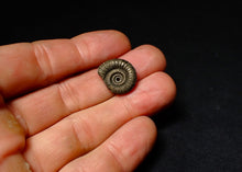 Load image into Gallery viewer, Crucilobiceras pyrite ammonite fossil (19mm)
