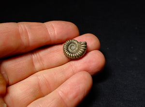 Androgynoceras sp. pyrite ammonite fossil (18 mm)