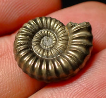 Load image into Gallery viewer, Androgynoceras sp. pyrite ammonite fossil (18 mm)
