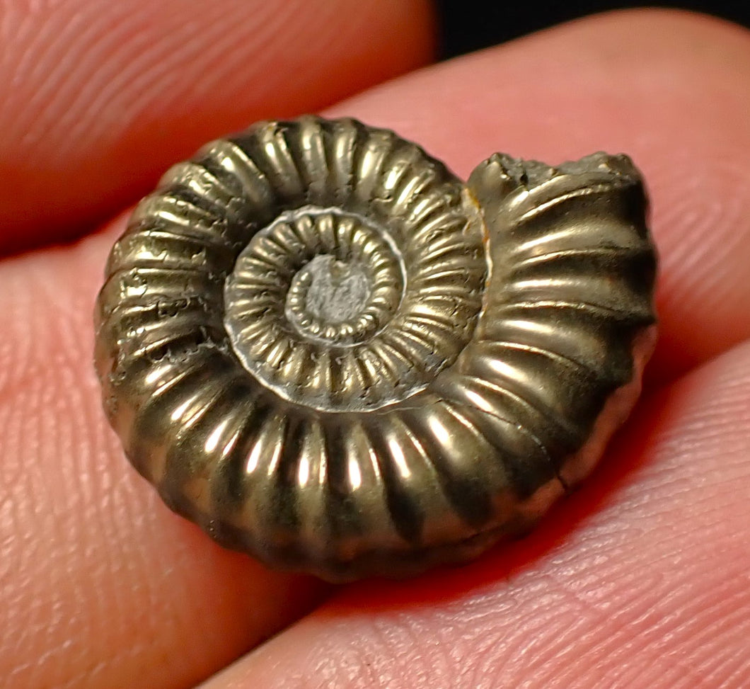 Androgynoceras sp. pyrite ammonite fossil (18 mm)