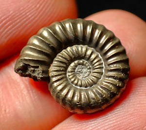 Androgynoceras sp. pyrite ammonite fossil (18 mm)