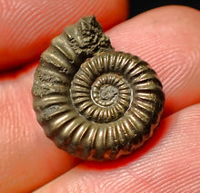 Load image into Gallery viewer, Androgynoceras sp. pyrite ammonite fossil (18 mm)
