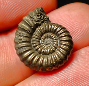 Androgynoceras sp. pyrite ammonite fossil (18 mm)