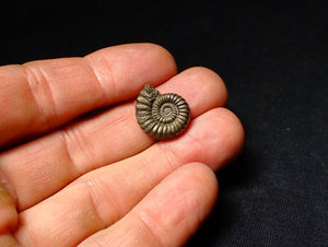 Androgynoceras sp. pyrite ammonite fossil (18 mm)