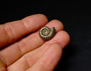 Promicroceras pyritosum pyrite ammonite fossil (18 mm)