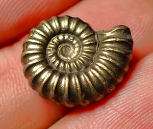 Promicroceras pyritosum pyrite ammonite fossil (18 mm)