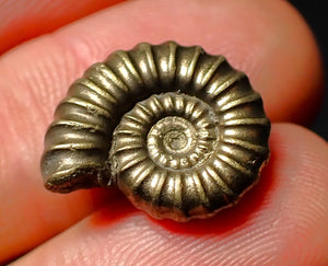 Promicroceras pyritosum pyrite ammonite fossil (18 mm)