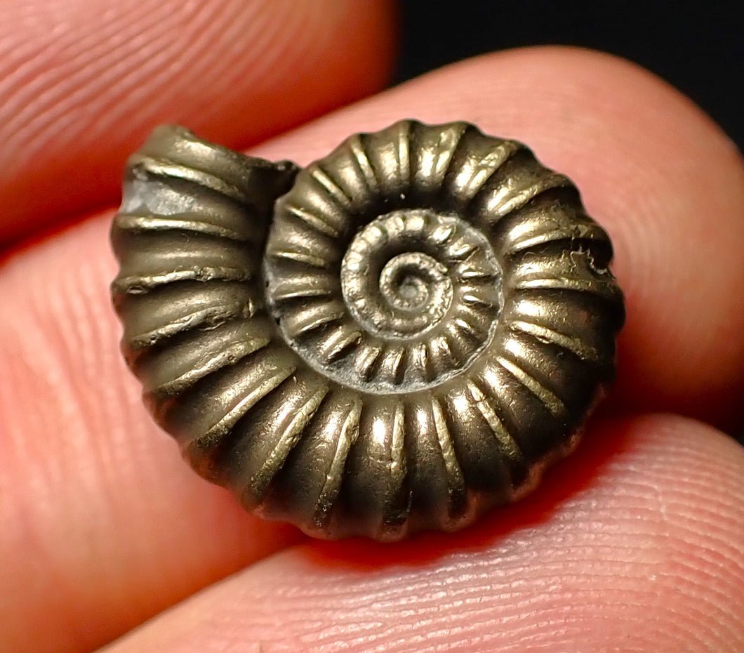 Promicroceras pyritosum pyrite ammonite fossil (18 mm)