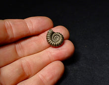 Load image into Gallery viewer, Promicroceras pyritosum pyrite ammonite fossil (18 mm)
