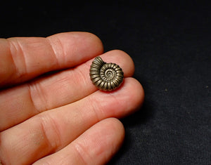 Promicroceras pyritosum pyrite ammonite fossil (18 mm)