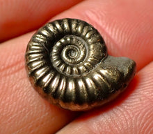 Load image into Gallery viewer, Promicroceras pyritosum pyrite ammonite fossil (16 mm)
