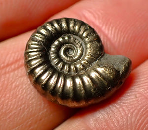 Promicroceras pyritosum pyrite ammonite fossil (16 mm)