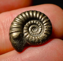 Load image into Gallery viewer, Promicroceras pyritosum pyrite ammonite fossil (16 mm)
