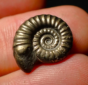 Promicroceras pyritosum pyrite ammonite fossil (16 mm)