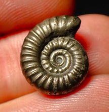 Load image into Gallery viewer, Promicroceras pyritosum pyrite ammonite fossil (16 mm)
