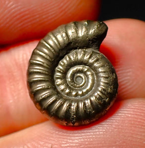 Promicroceras pyritosum pyrite ammonite fossil (16 mm)