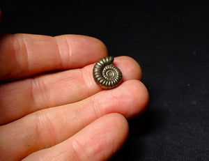 Promicroceras pyritosum pyrite ammonite fossil (16 mm)