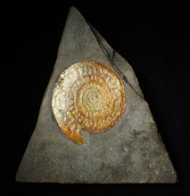 Load image into Gallery viewer, Large complete 98mm rainbow iridescent Caloceras display ammonite fossil
