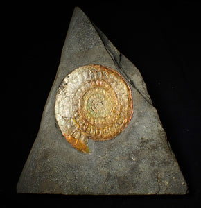 Large complete 98mm rainbow iridescent Caloceras display ammonite fossil