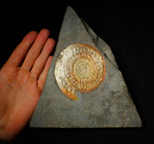 Load image into Gallery viewer, Large complete 98mm rainbow iridescent Caloceras display ammonite fossil
