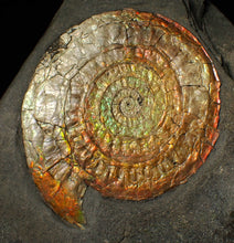 Load image into Gallery viewer, Large complete 98mm rainbow iridescent Caloceras display ammonite fossil
